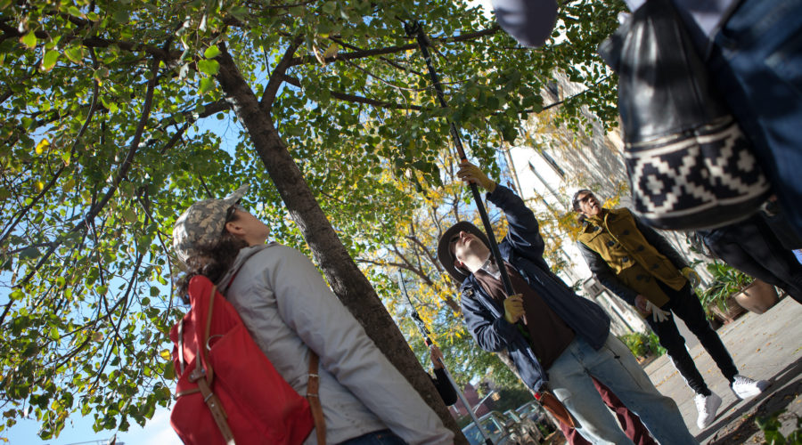 Trees_NY_Greenpoint (128 of 167) Citizen Pruner class