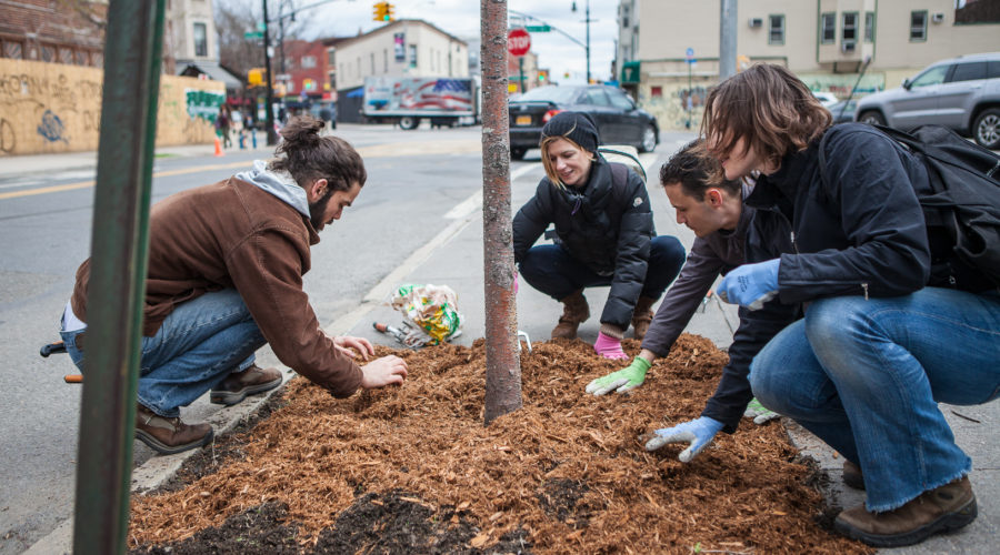 Stewardship Mulch Trees four people spreading wood chips over a tree bed