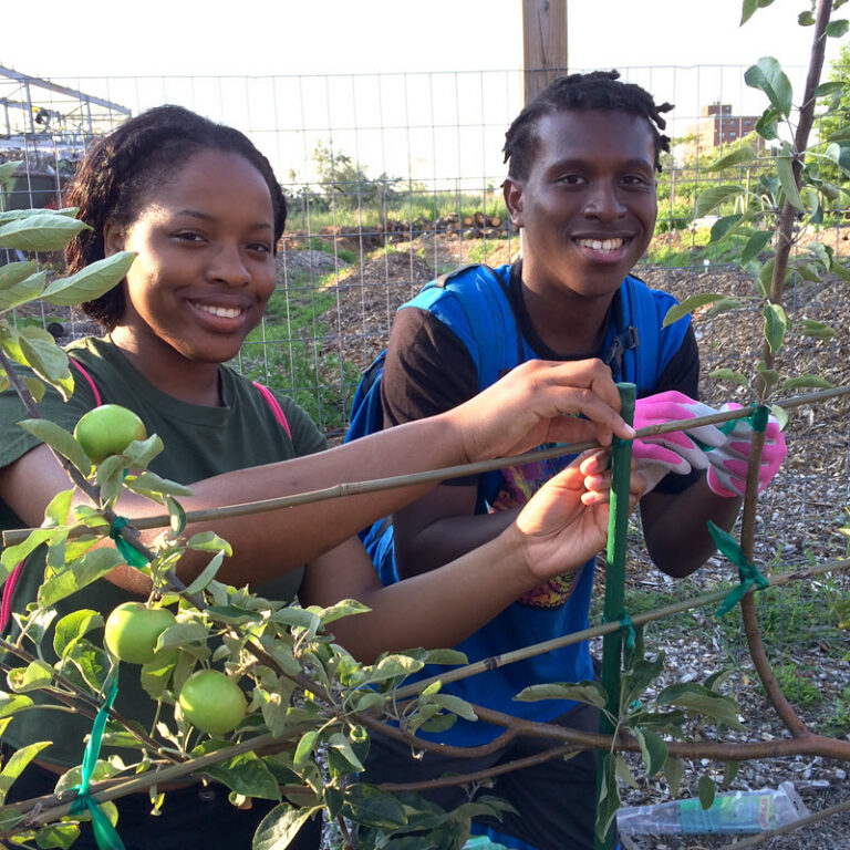 Small Trees, Big Flavor: FruiTrees New York