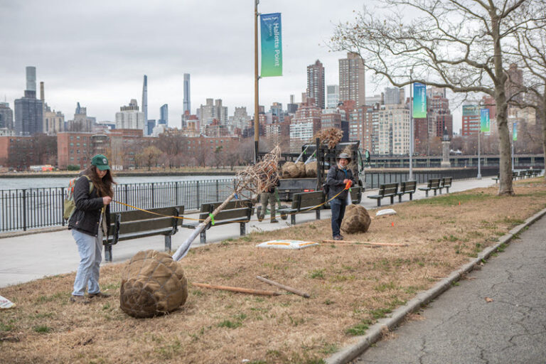 Trees for NYCHA